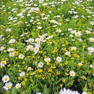 bloemmat_lage_begroeiing